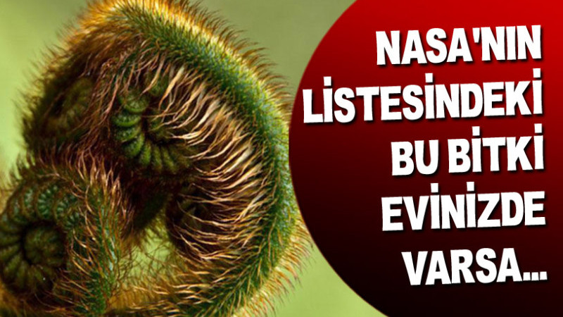NASA’NIN LİSTESİNDEKİ BU BİTKİ EVİNİZDE VARSA...