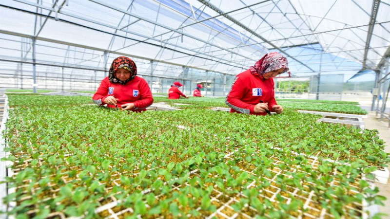 SERALARDA KADIN İSTİHDAMI ARTTI