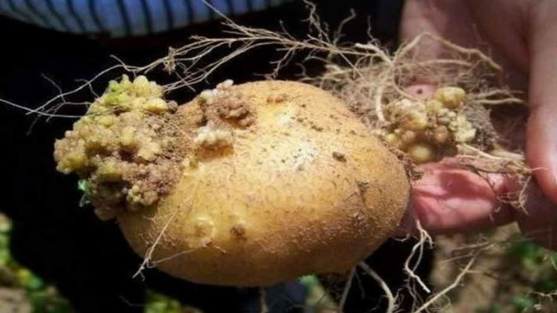 TARIM'DAN PATATES HASTALIKLARINA KARŞI YÖNETMELİKLER